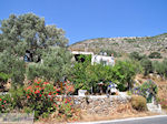Kostos Paros | Cycladen | Griekenland foto 16