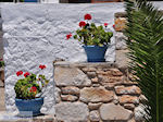 Bloemen Piso Livadi Paros | Cycladen | Griekenland foto 11