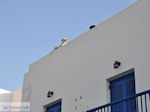 Parikia Paros | Cycladen | Griekenland foto 14