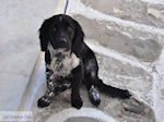 Naoussa Paros | Cycladen | Griekenland foto 86