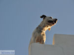 Parikia Paros | Cycladen | Griekenland foto 28