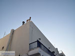 Parikia Paros | Cycladen | Griekenland foto 29